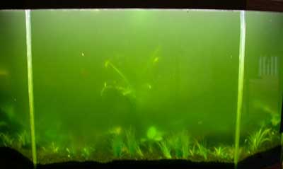 agua verde